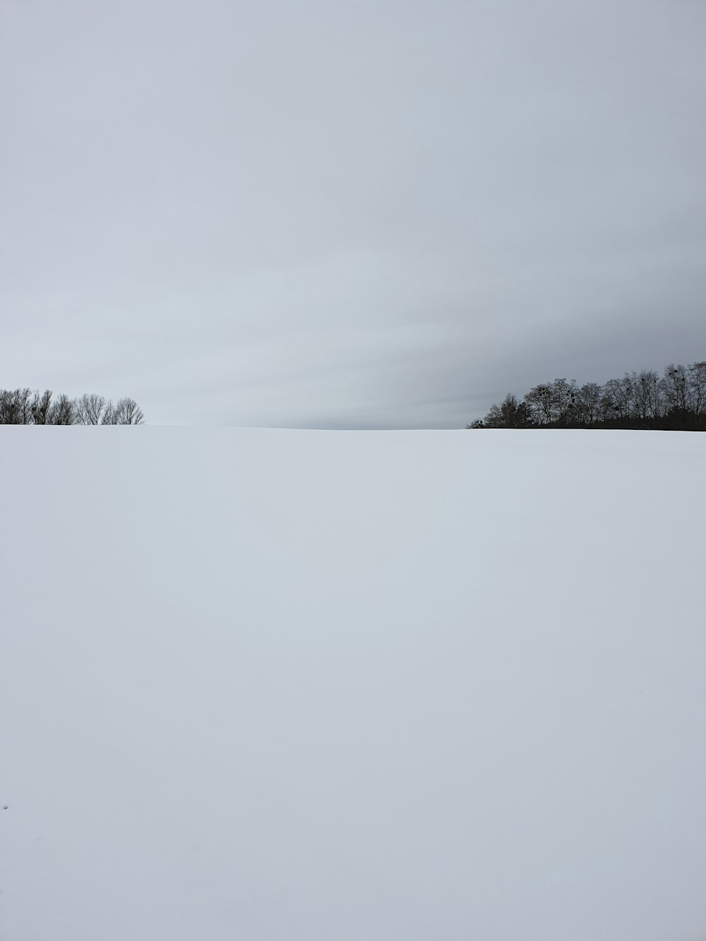 snow covered field and trees under white sky