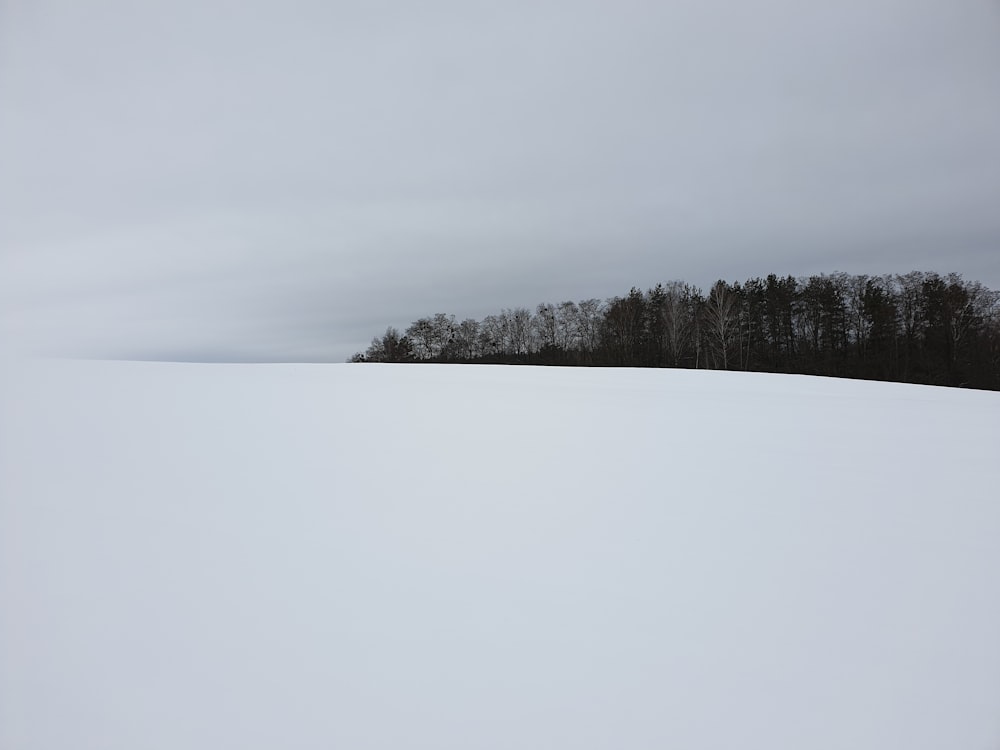 campo cubierto de nieve y árboles bajo el cielo blanco
