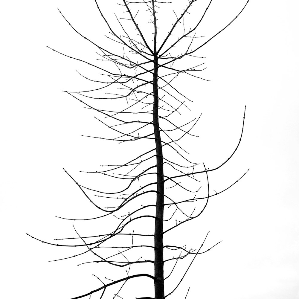 leafless tree in grayscale photography