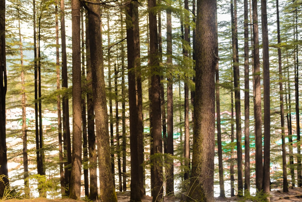 green and brown trees during daytime