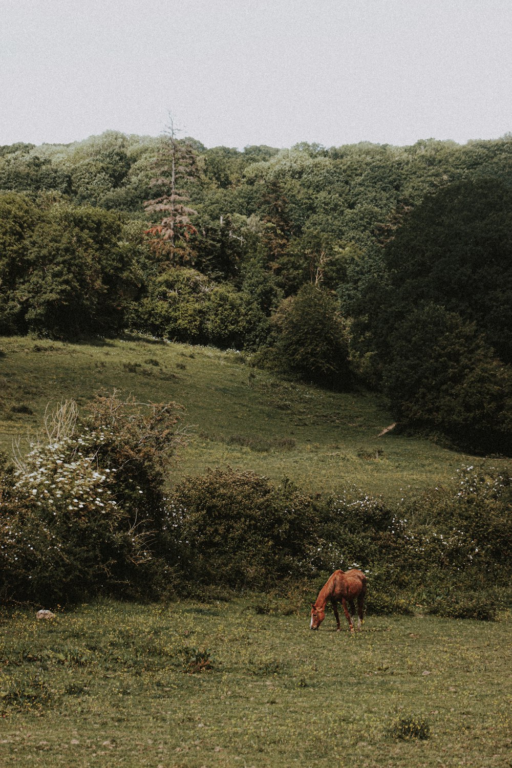 brown horse eating grass on green grass field during daytime