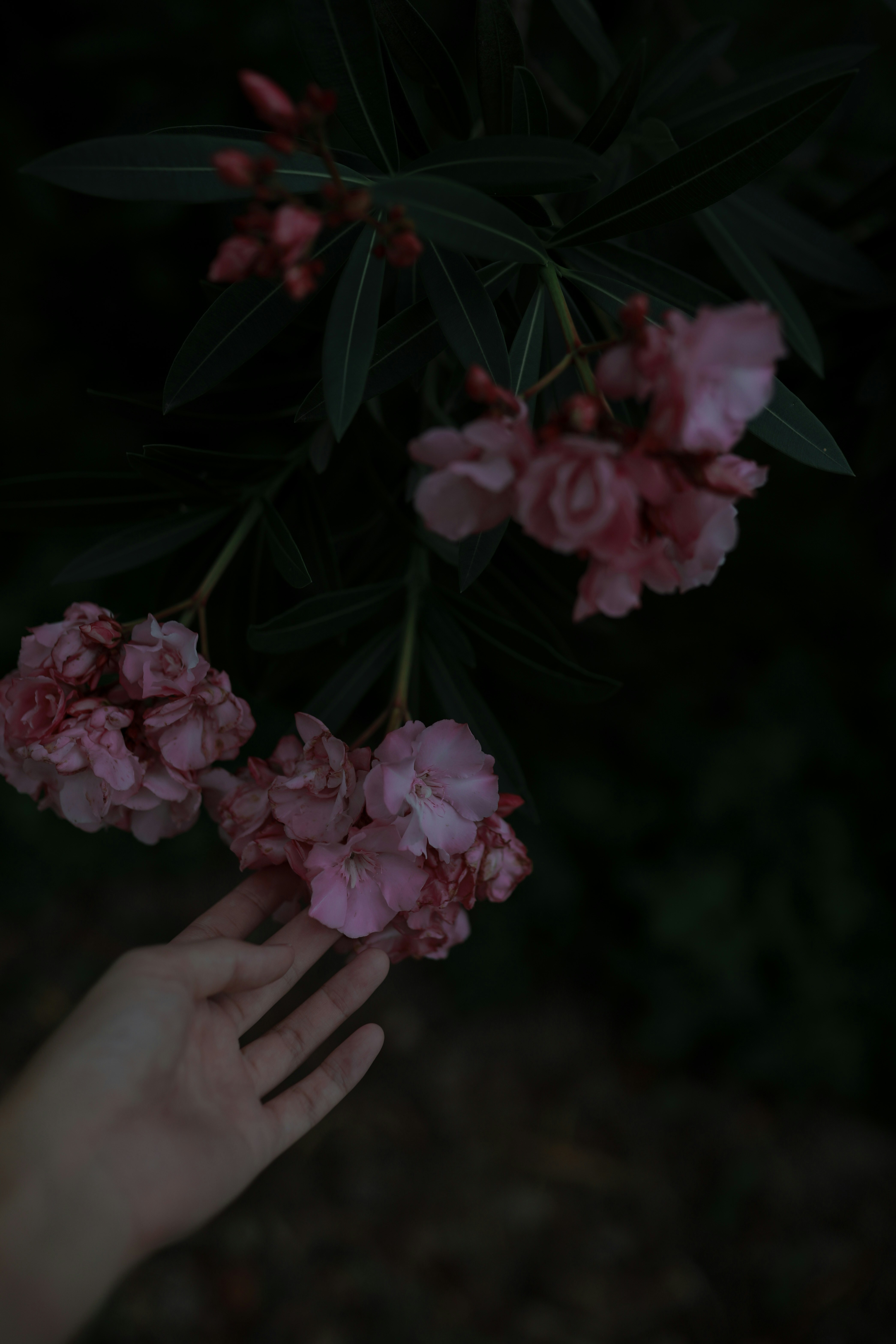 Photo by lenacool