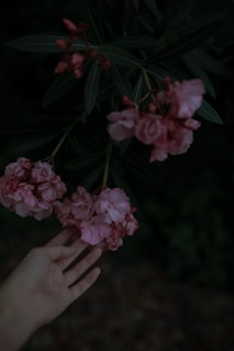A family member gently handpicking edible flowers amidst the lush desert garden.