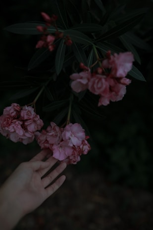 A family member gently handpicking edible flowers amidst the lush desert garden.