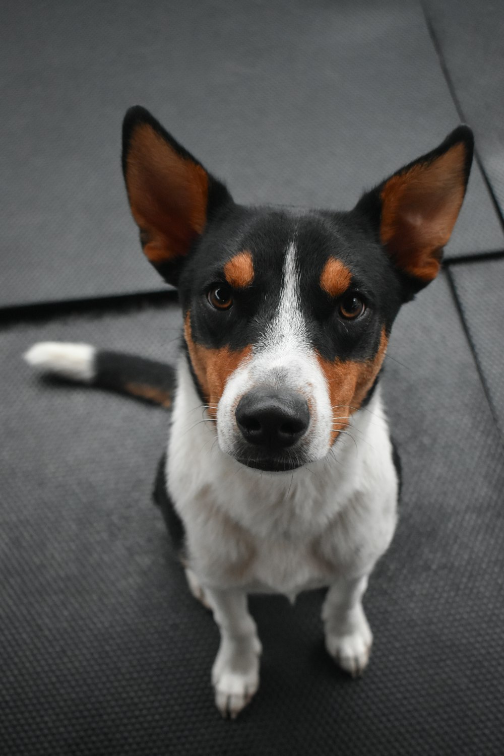 white and brown short coated dog sitting on gray textile