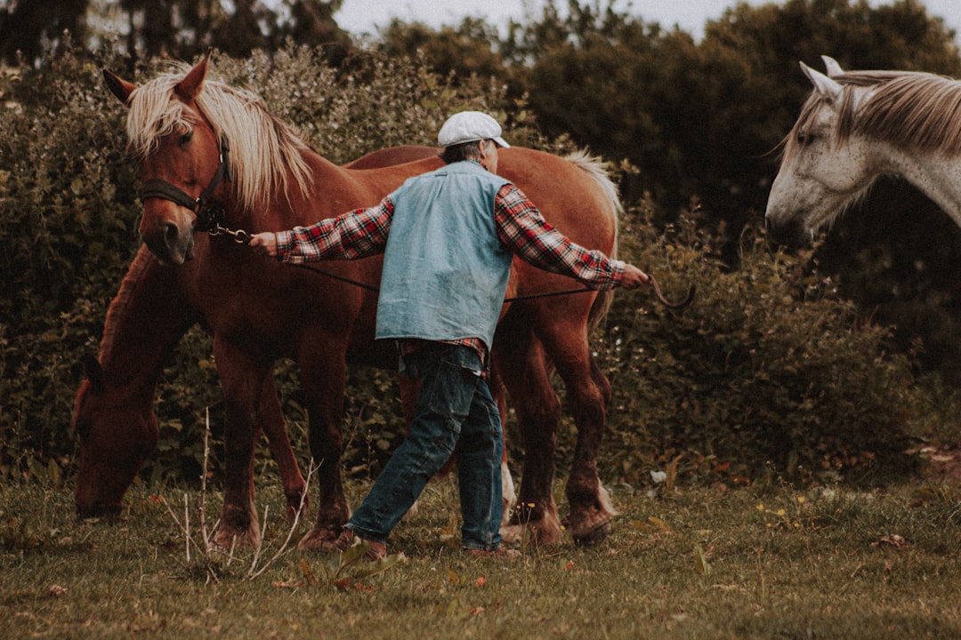 woman in blue denim jacket and blue denim jeans riding brown horse during daytime