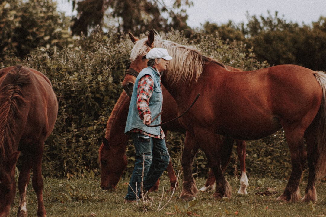 woman in blue denim jeans riding brown horse during daytime