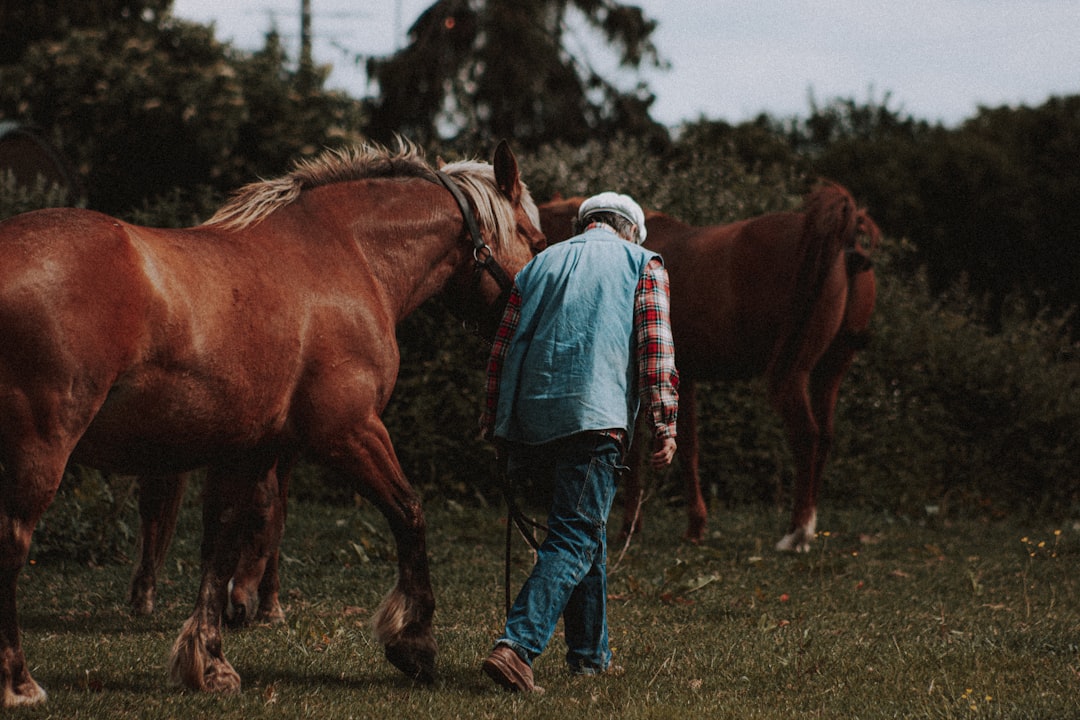 woman in blue denim jacket and blue denim jeans riding brown horse during daytime