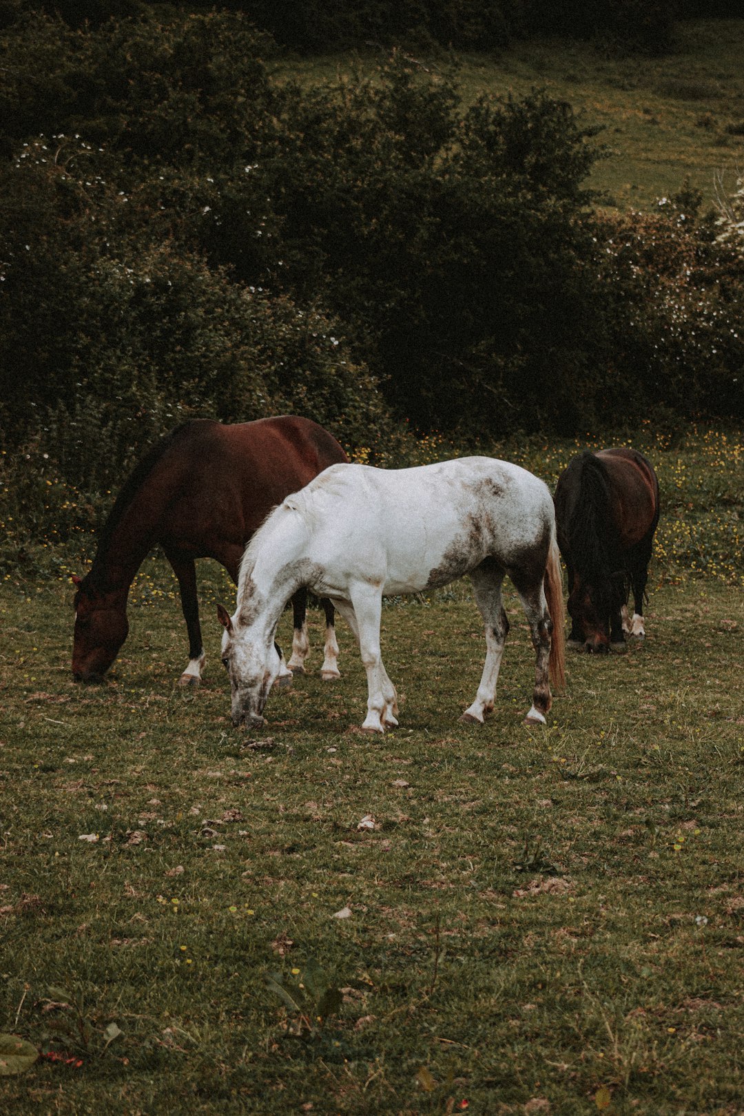 white and brown horse eating grass