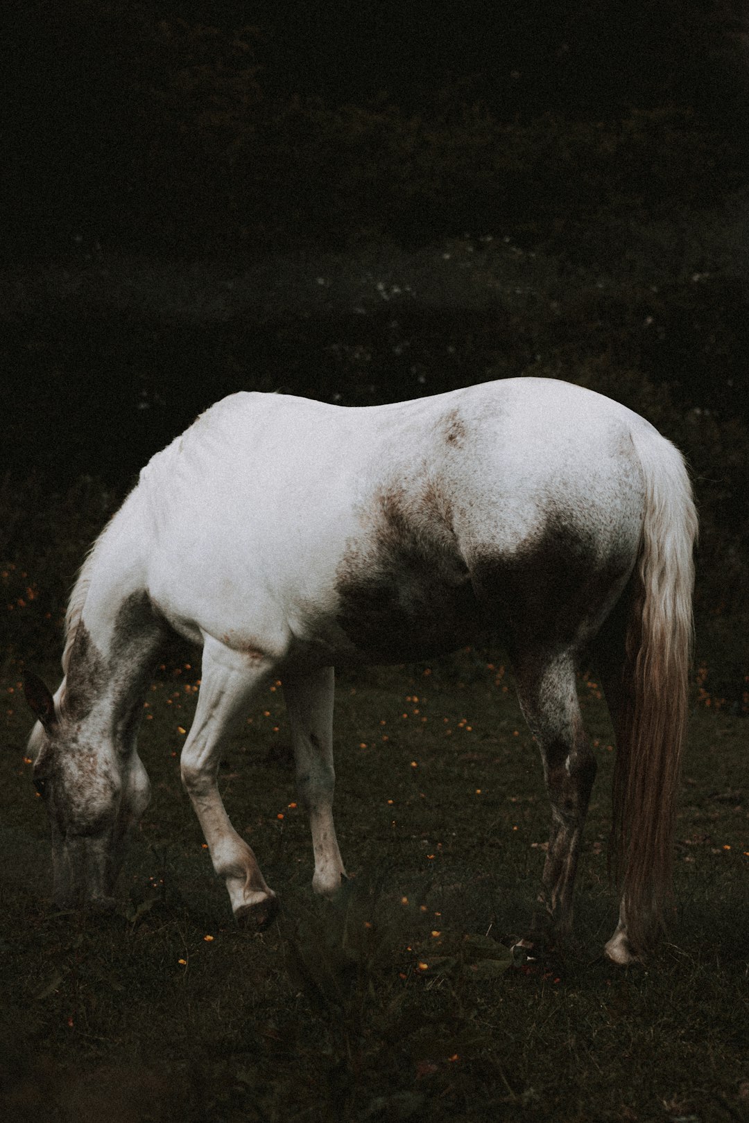 white horse on black field
