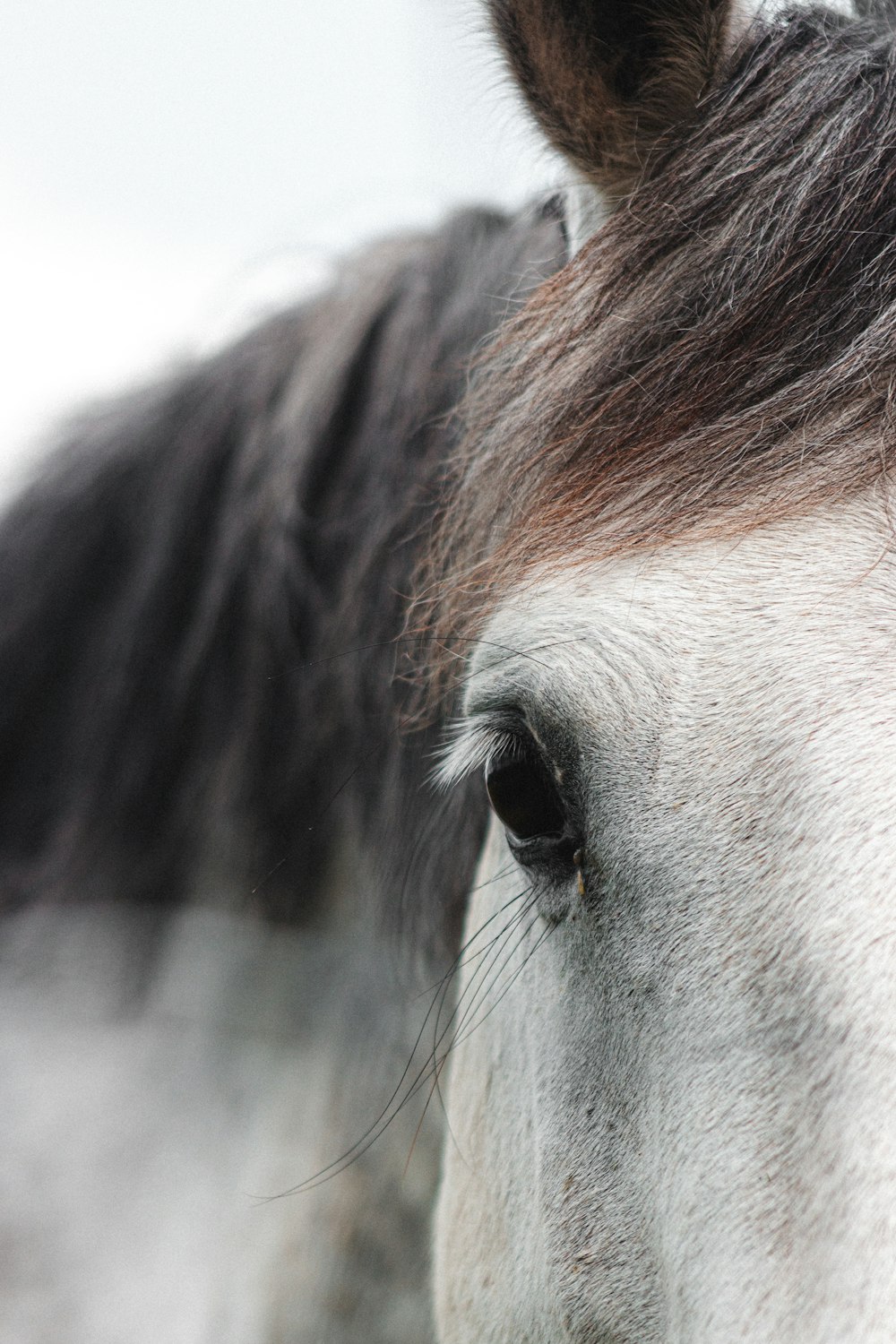 brown horse head in close up photography