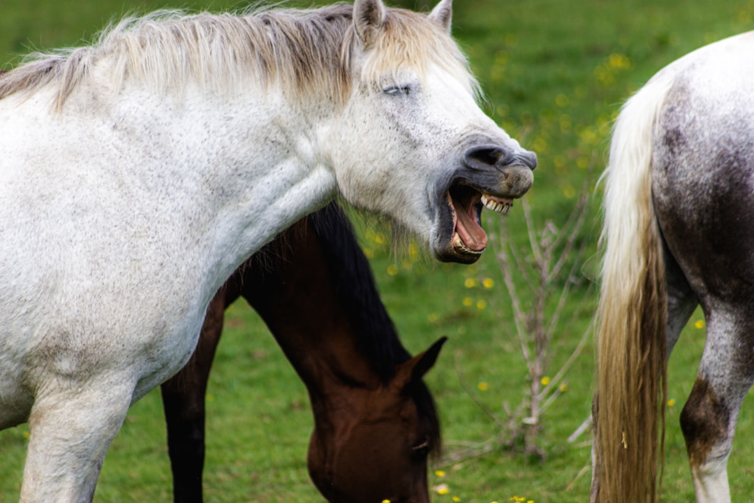 white and brown horse eating grass during daytime