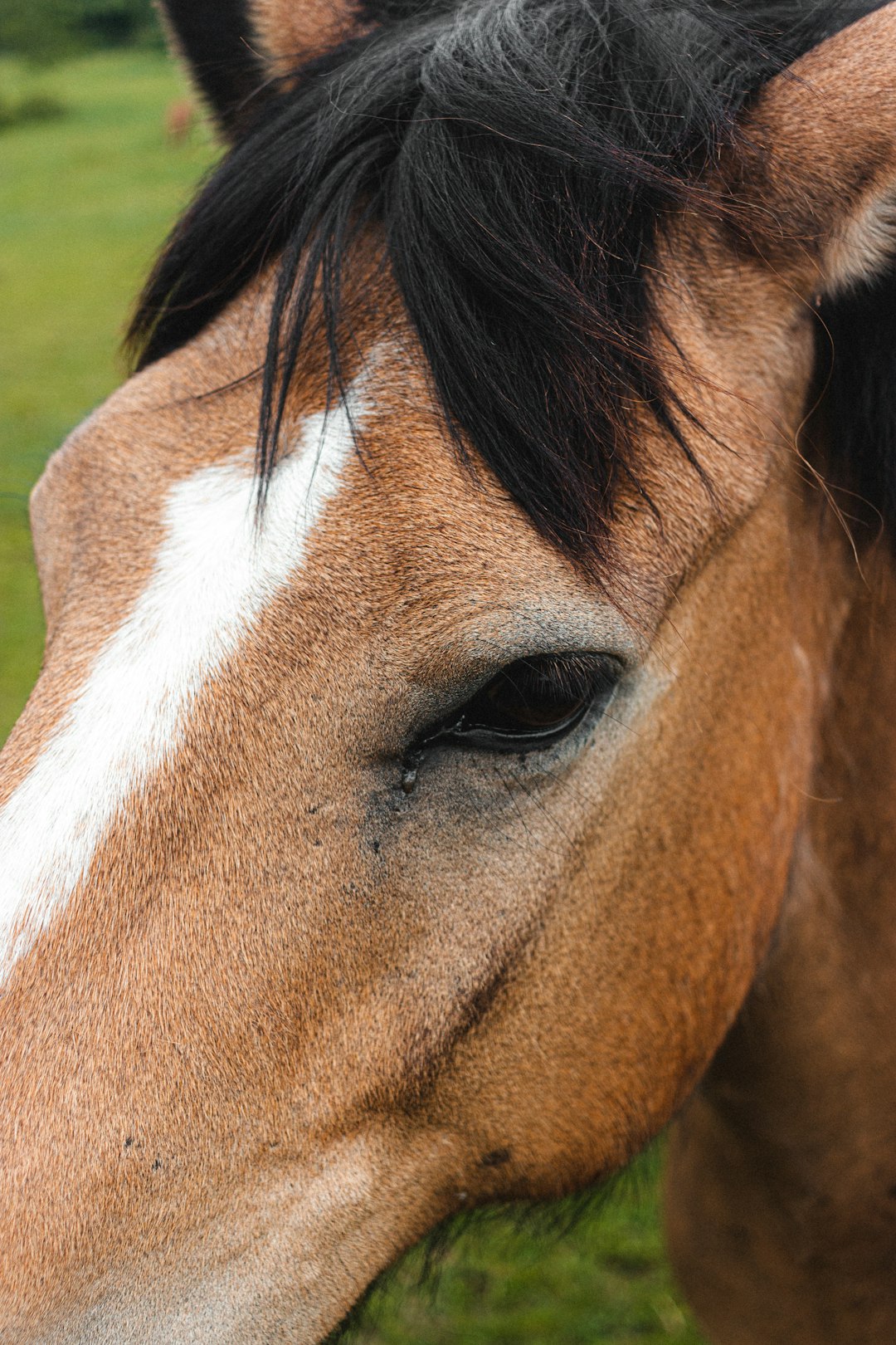 brown and white horse head