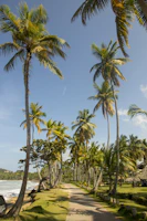 A peaceful coastal trail lined with indigo palm trees under a bright sky.