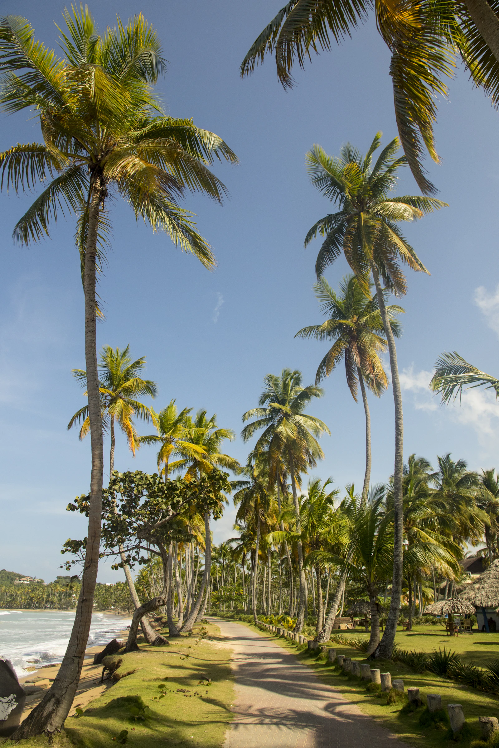 Coconut plantation behind the beach
