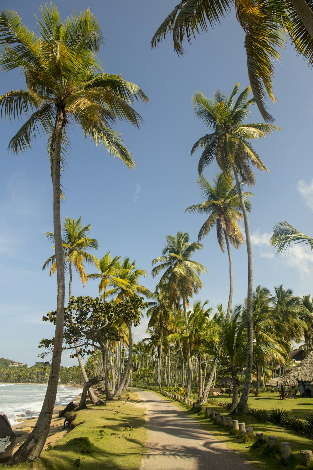 green coconut palm tree near green grass field during daytime