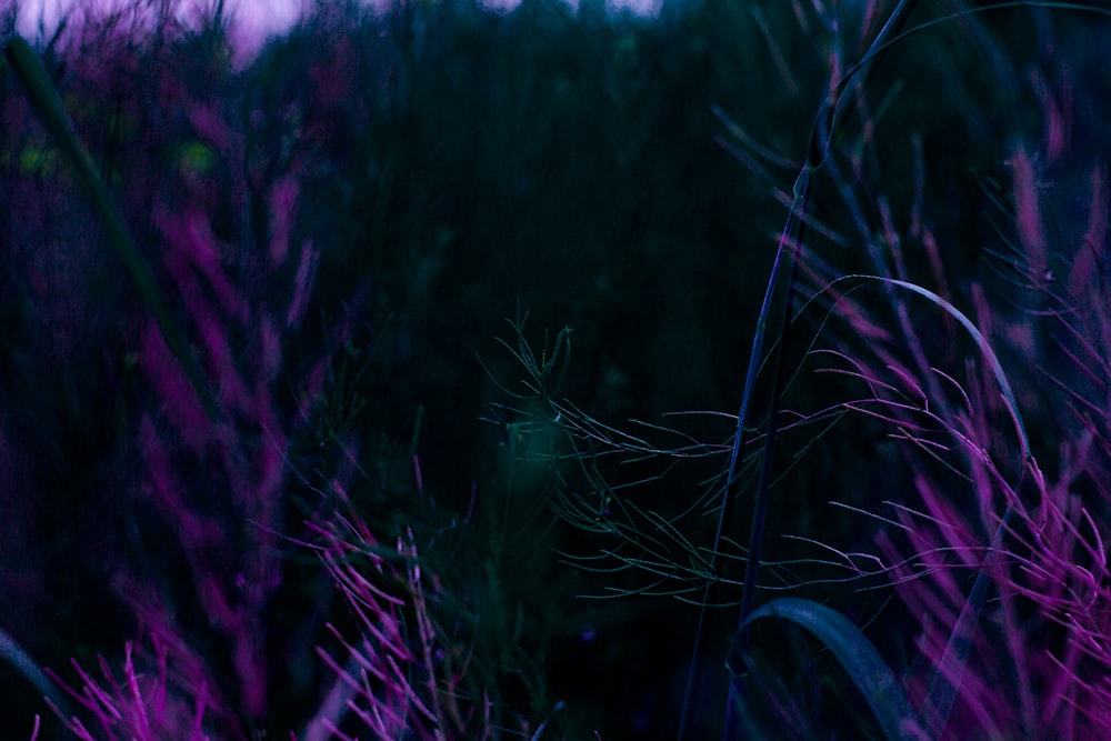 green grass field during daytime