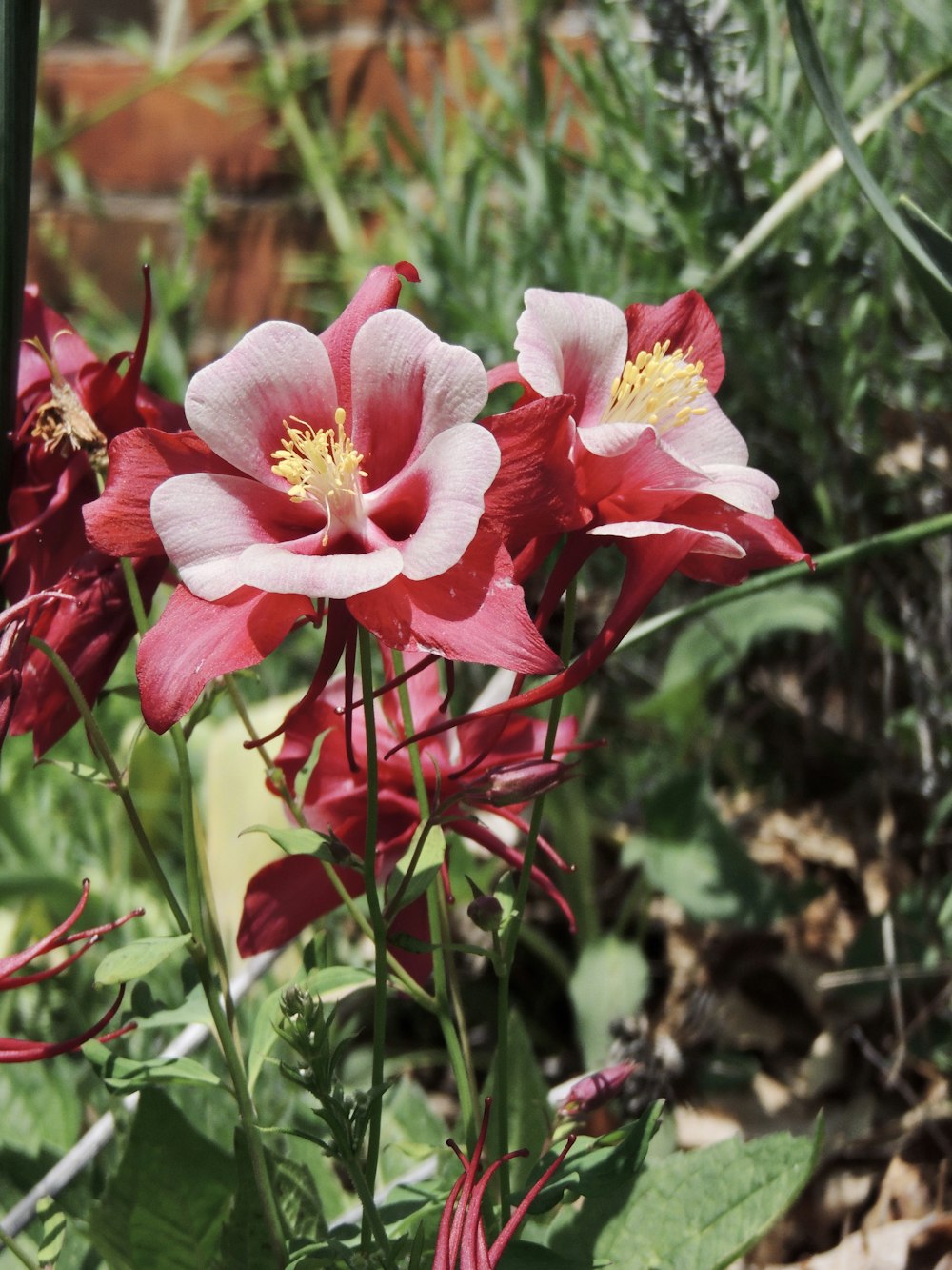 チルトシフトレンズのピンクと白の花