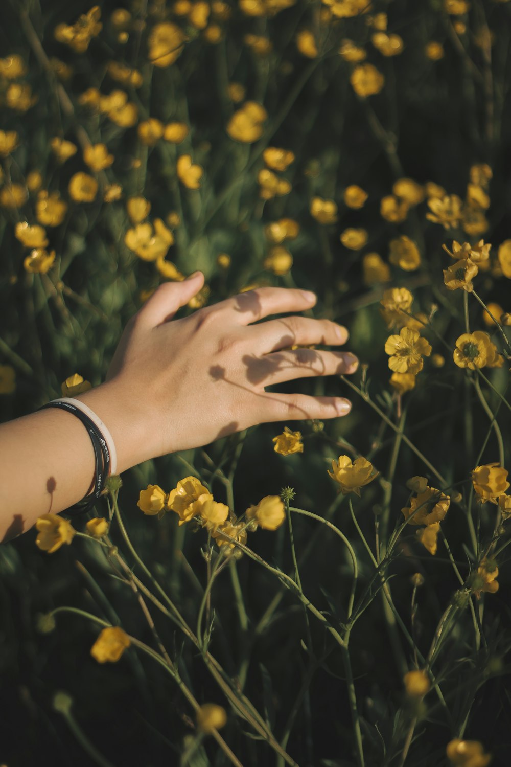 person wearing silver link bracelet watch on yellow flower field during daytime
