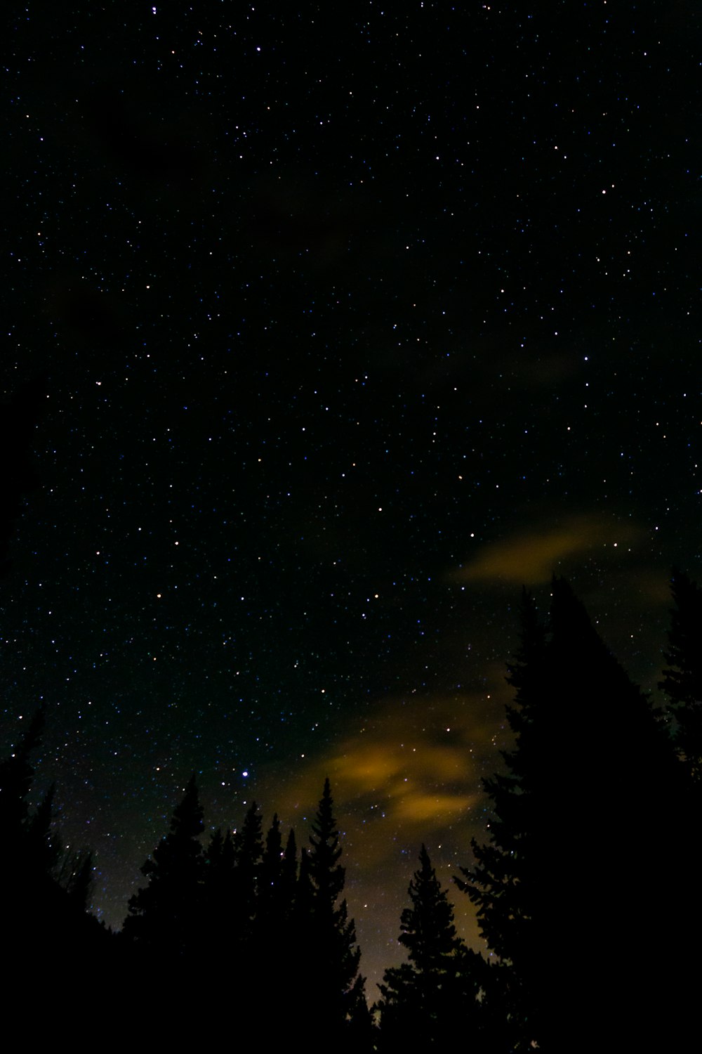 silhouette of trees during night time