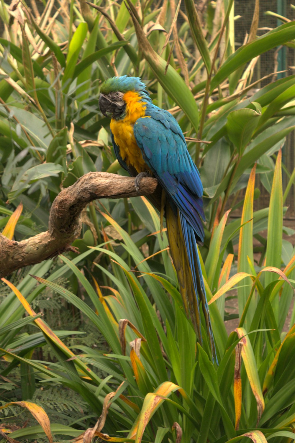 blue and yellow bird on brown tree branch during daytime