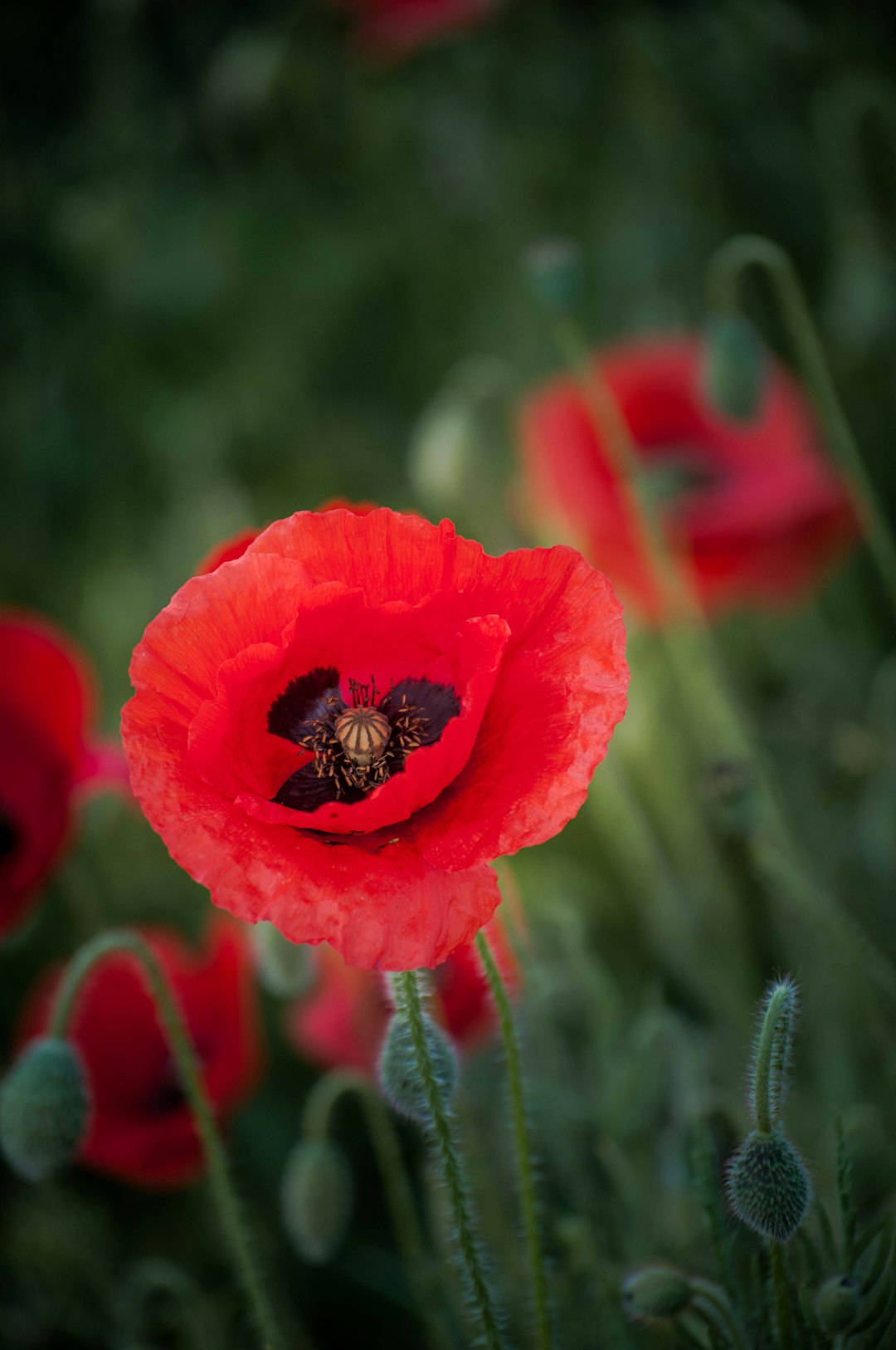 red flower in tilt shift lens