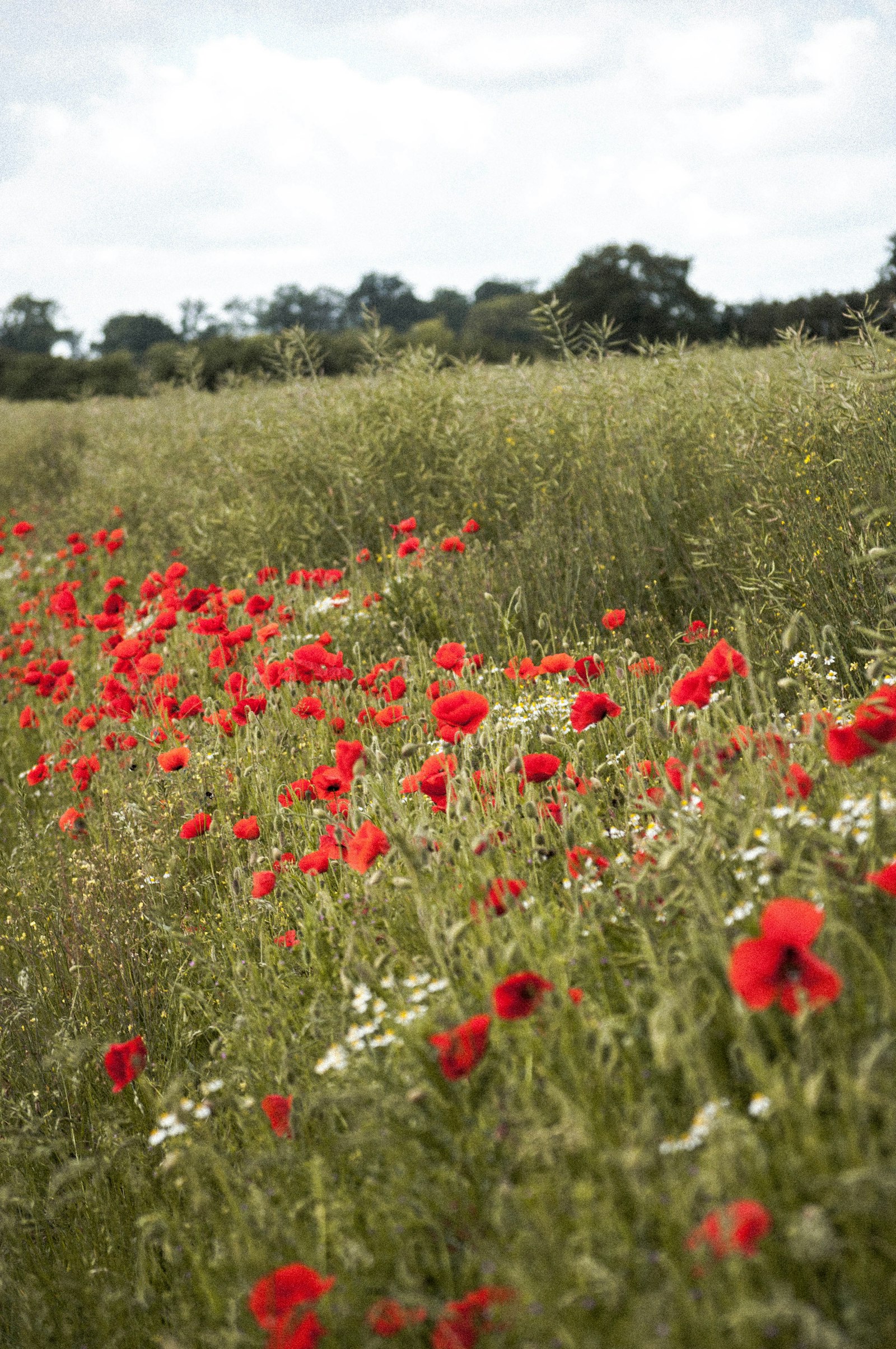 Nikon D5000 + Nikon AF-S DX Nikkor 55-200mm F4-5.6G VR sample photo. Red flower field during photography