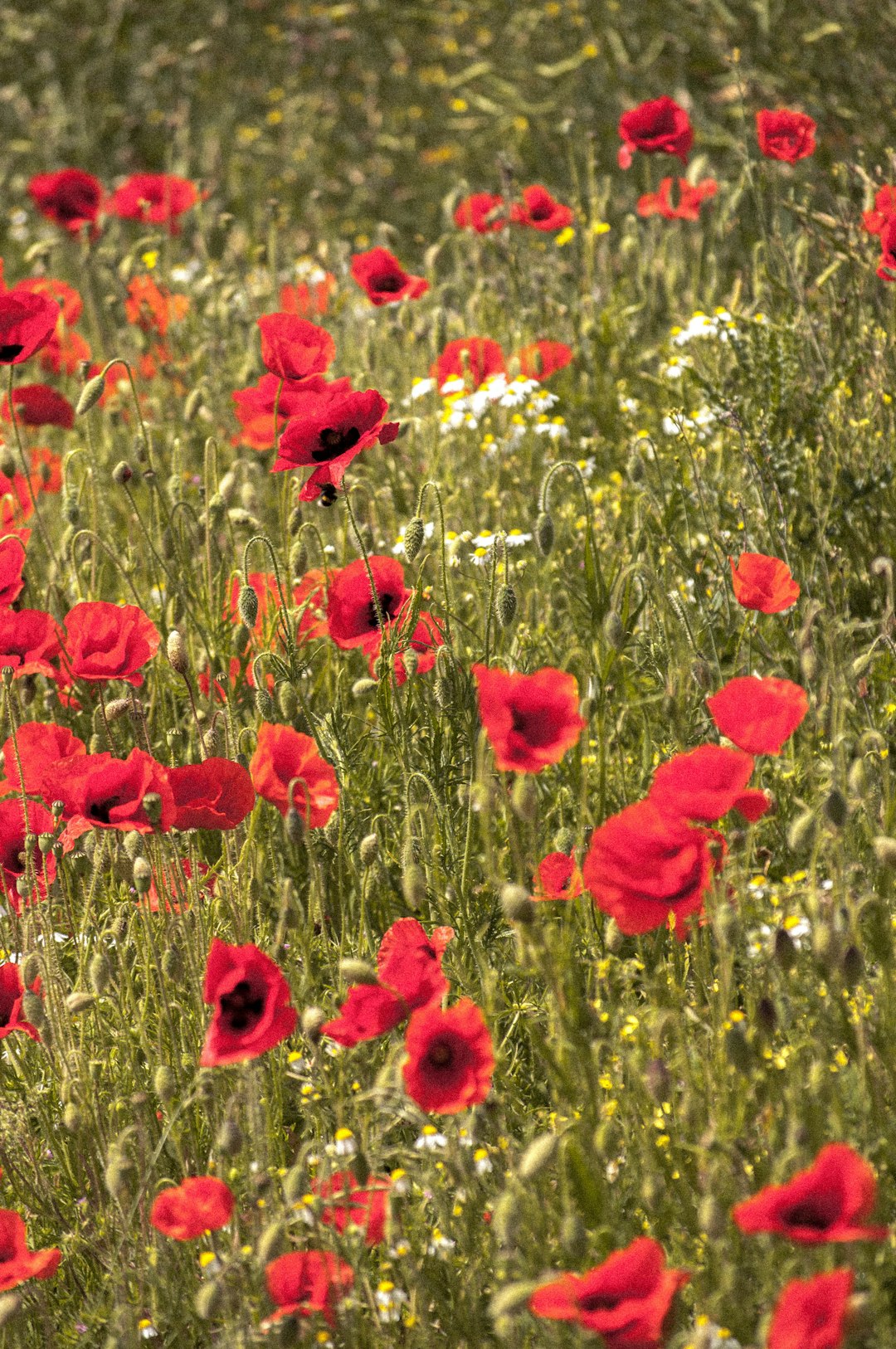 red flower field during daytime