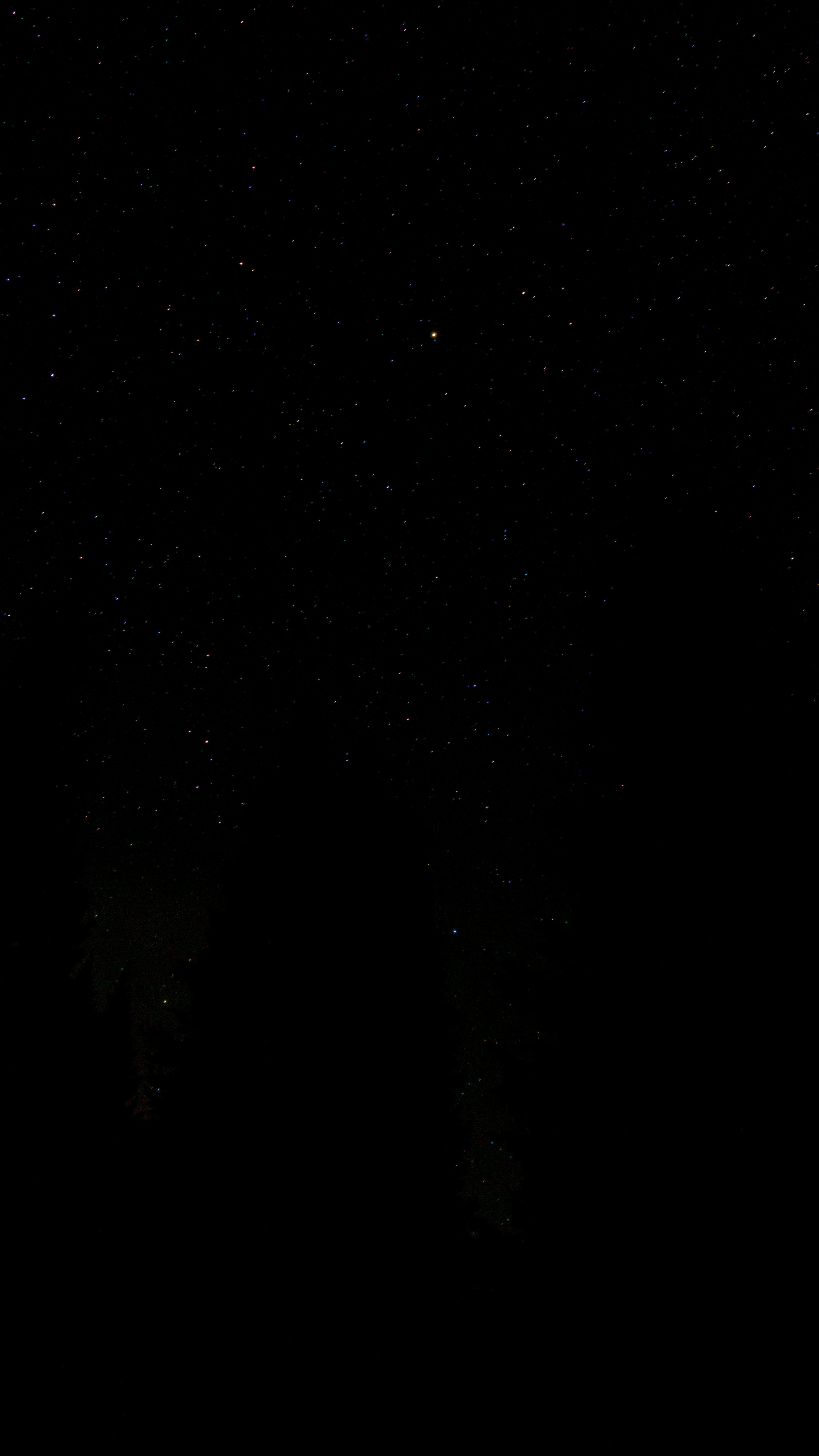 Stars Among the Pines