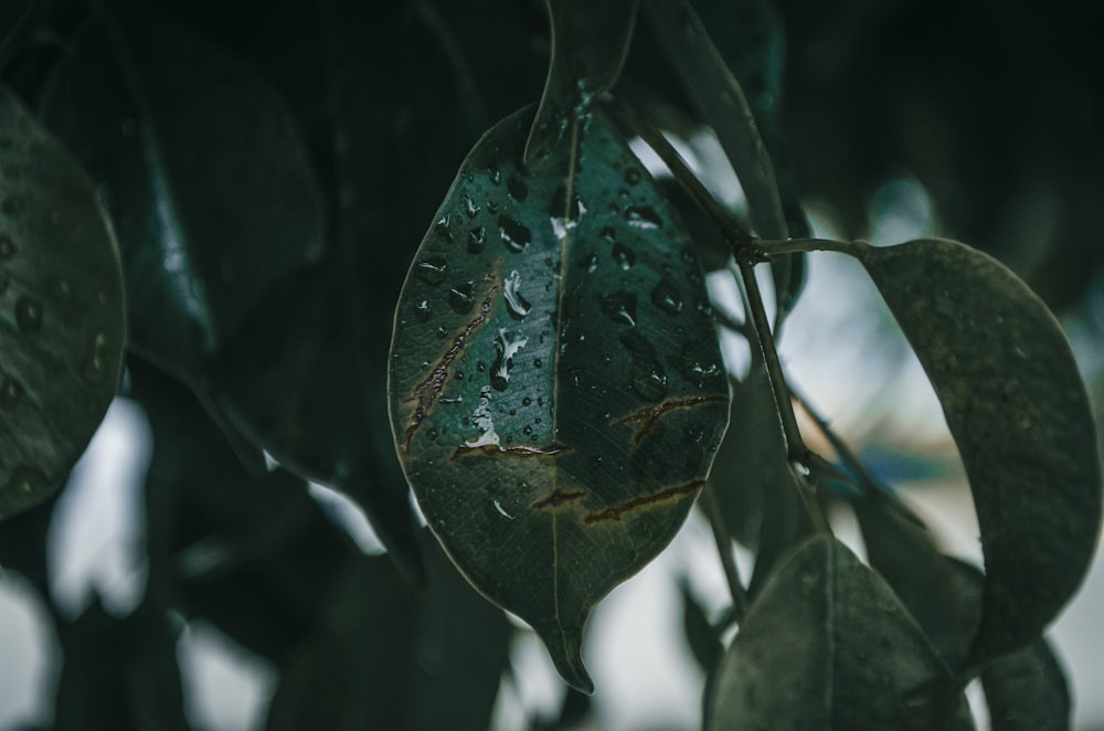 water droplets on green leaf