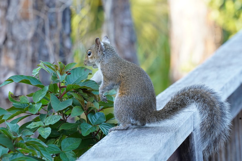 brown squirrel on gray wooden fence during daytime