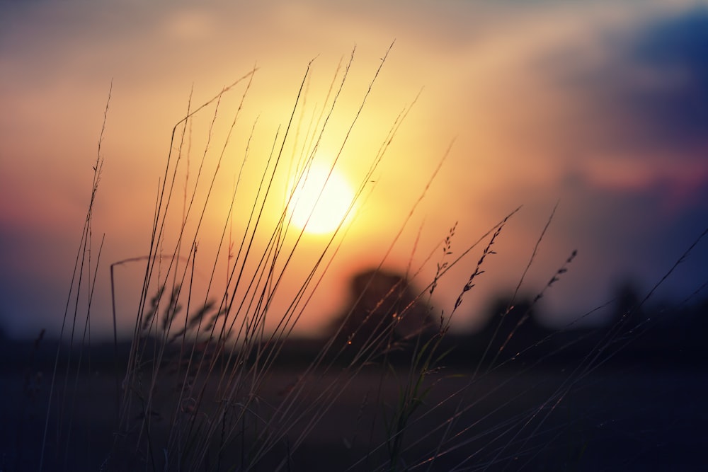 silhouette of grass during sunset