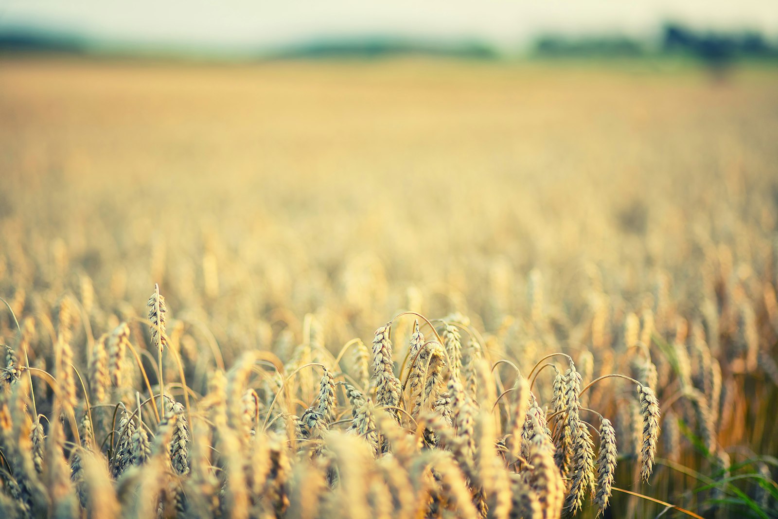 Canon EOS 5D + Canon EF 85mm F1.8 USM sample photo. Brown wheat field during photography