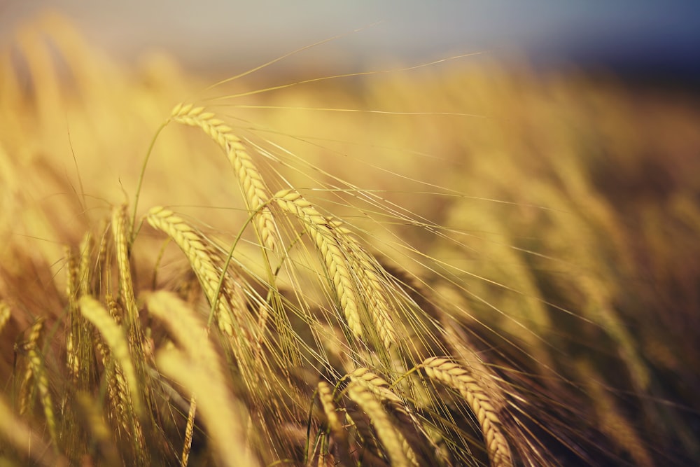 campo di grano bruno durante il giorno