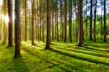 Tall trees with slender trunks stand in a densely packed forest, with sunlight streaming through the branches to create dappled patterns on the lush green forest floor. The atmosphere is serene and tranquil, with a sense of untouched natural beauty.