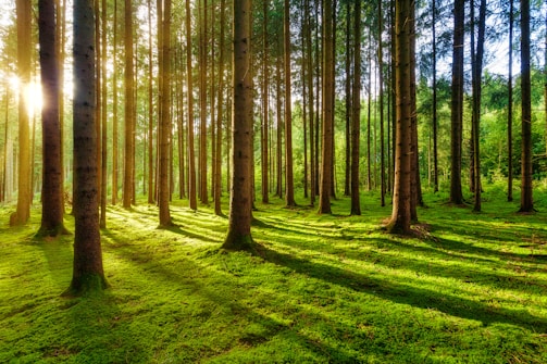 Tall trees with slender trunks stand in a densely packed forest, with sunlight streaming through the branches to create dappled patterns on the lush green forest floor. The atmosphere is serene and tranquil, with a sense of untouched natural beauty.