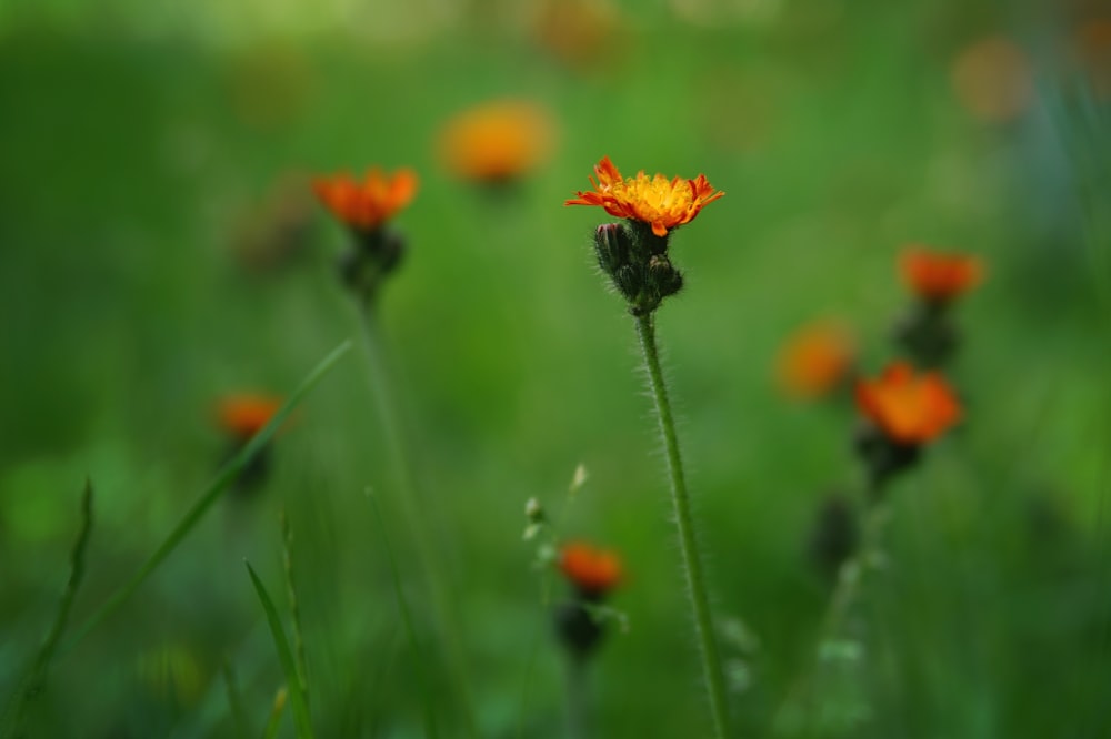 orange flower in tilt shift lens