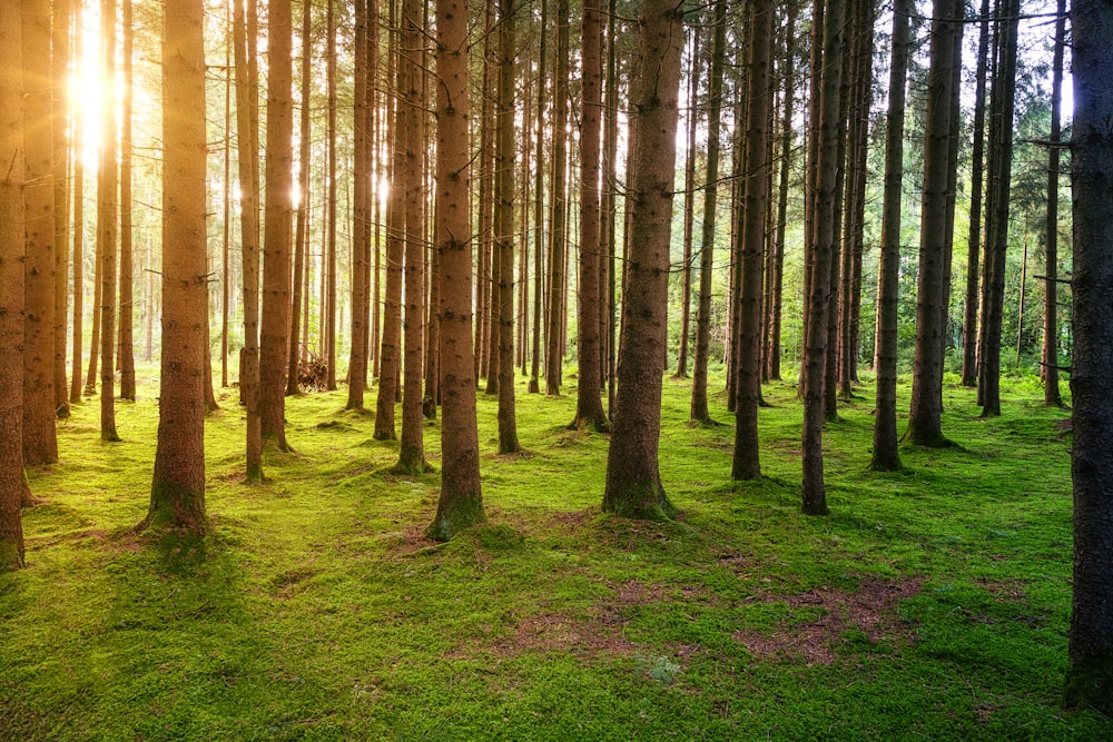 stand of trees tree trunks with sun shining through