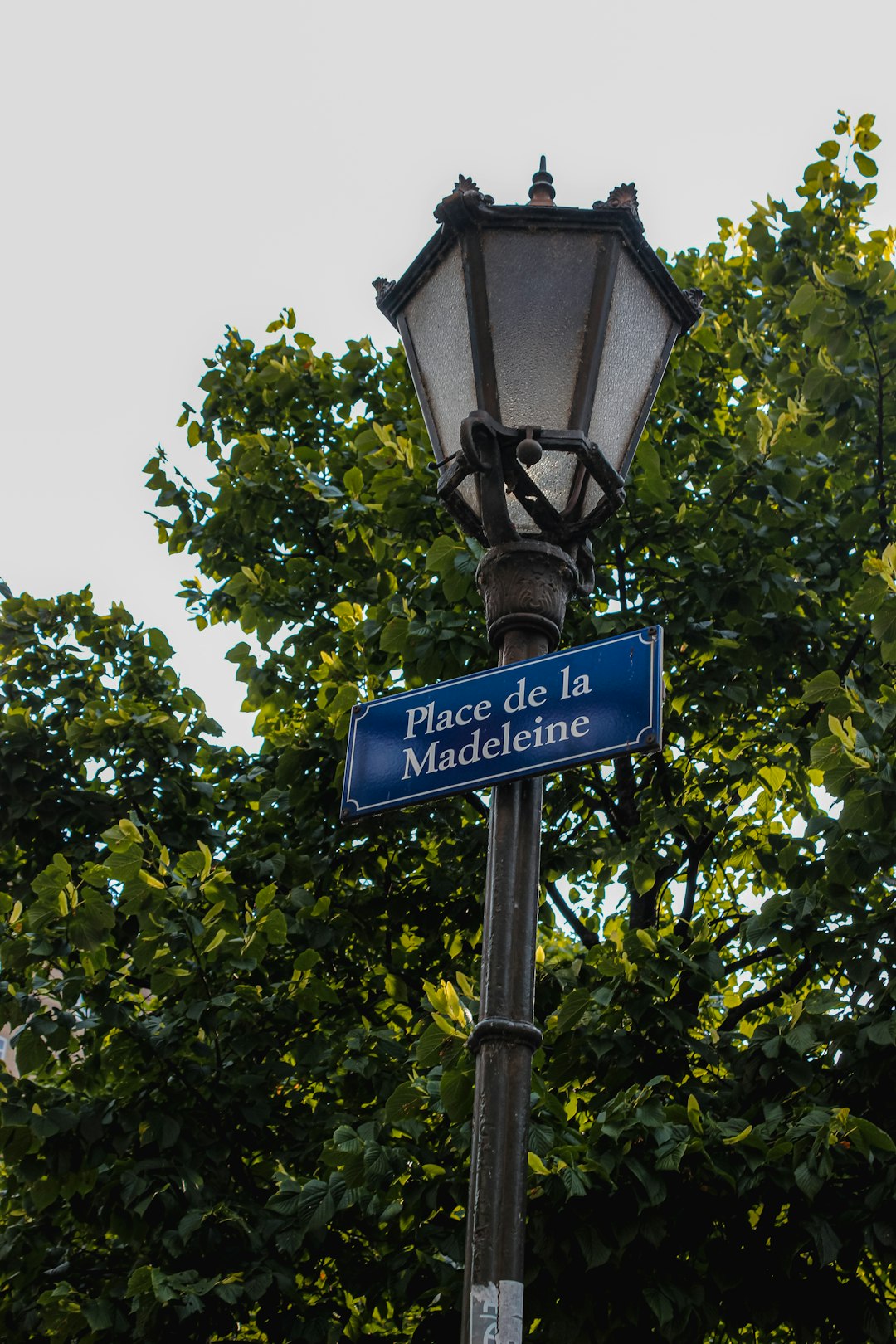 black street lamp near green tree during daytime