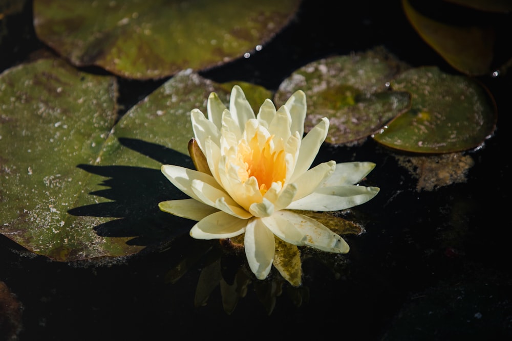 white lotus flower on water
