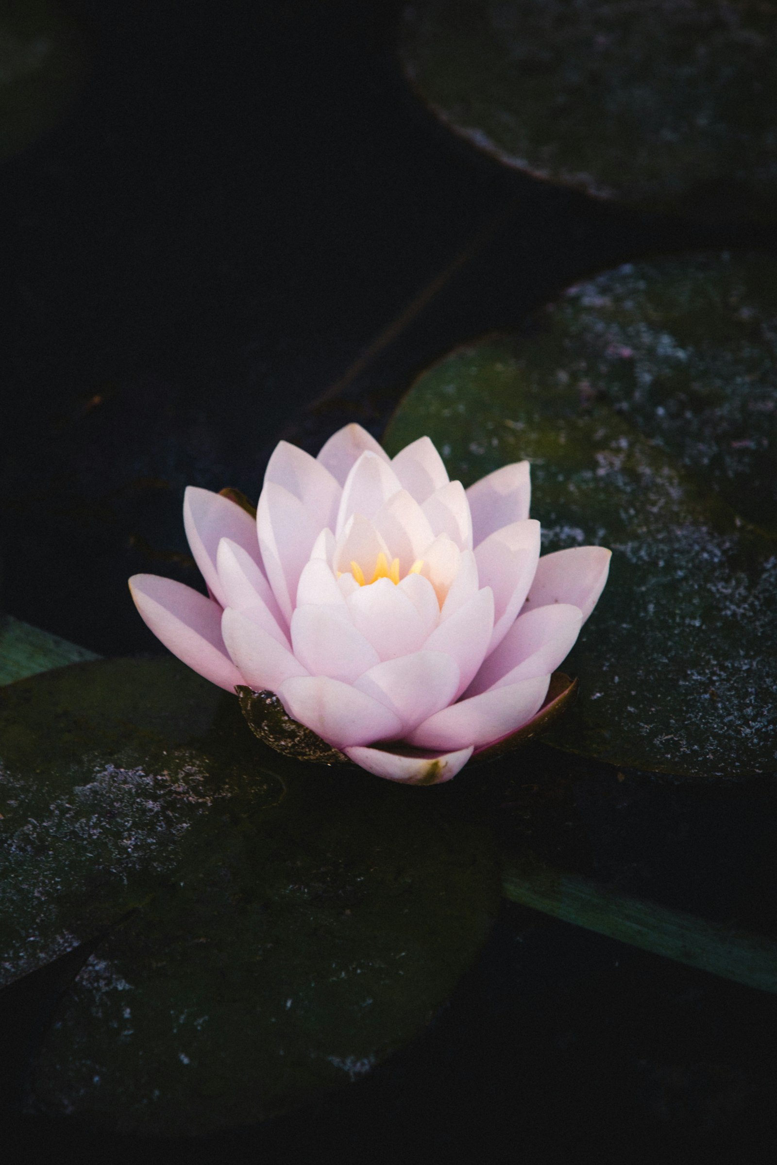 Canon EF 70-200mm F2.8L IS II USM sample photo. White lotus flower on photography