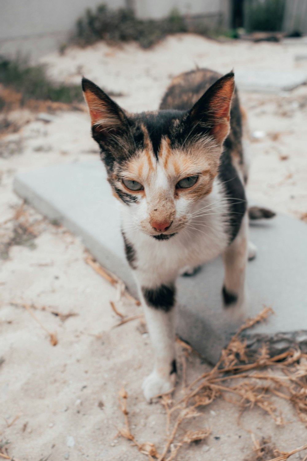 white black and brown cat on white sand during daytime