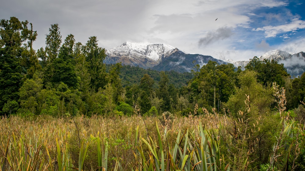 green trees near snow covered mountain during daytime