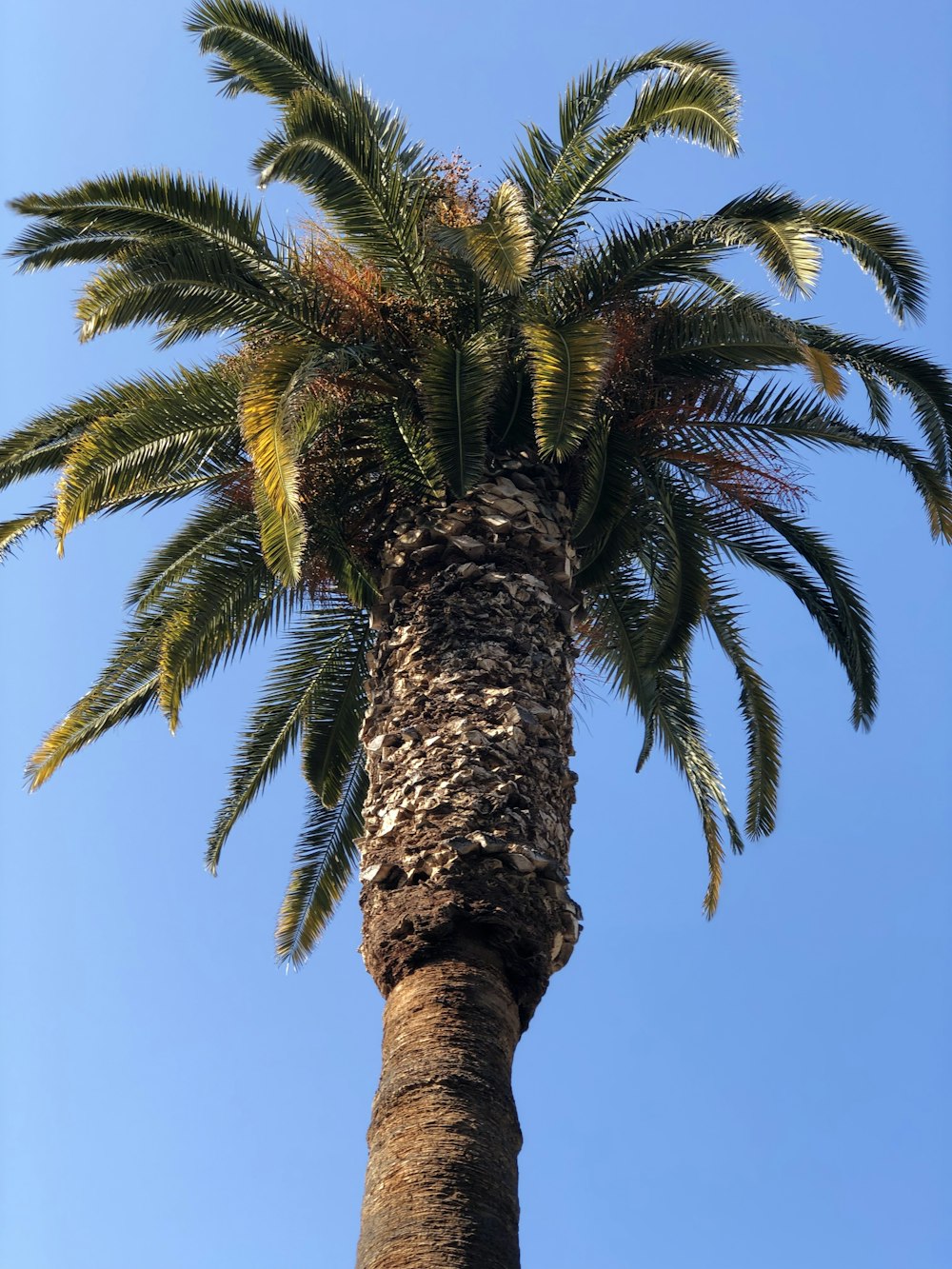 green palm tree under blue sky during daytime