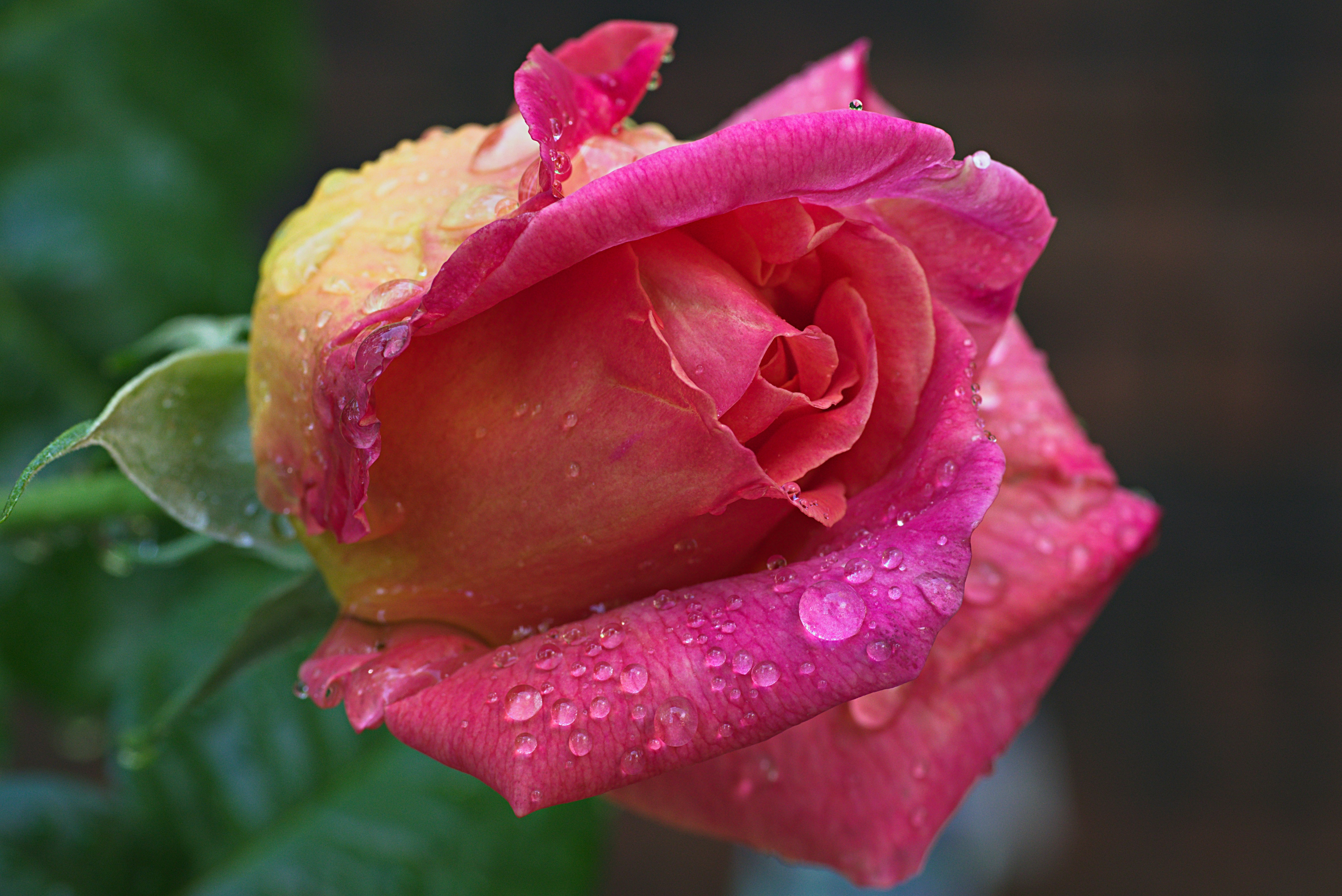 Heartfelt Rainy Morning Wishes & Romantic Good Morning Messages