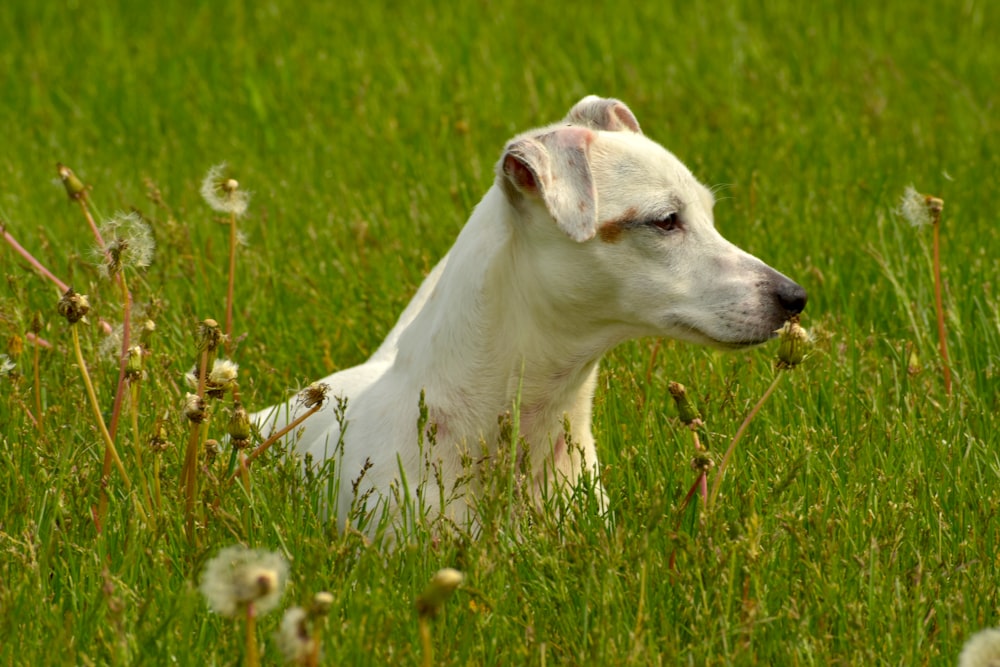white and brown short coated dog on green grass field during daytime