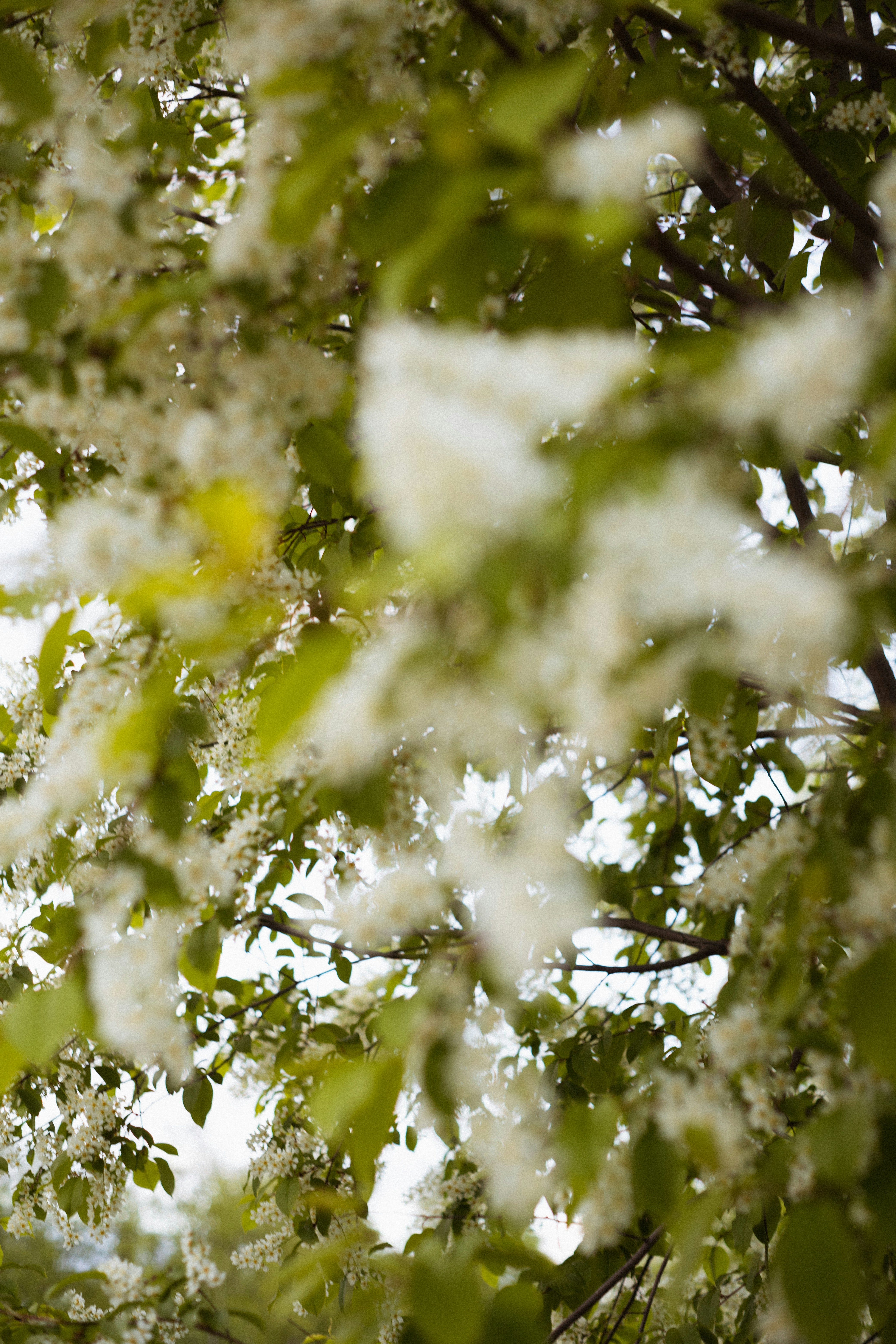 Photo by angelaleshch