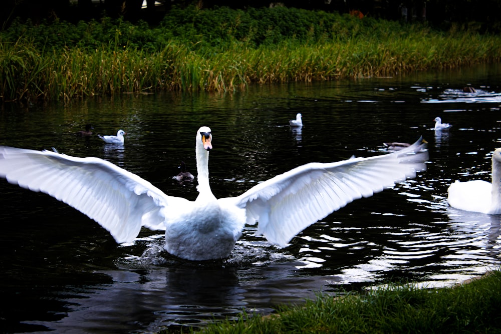 white swan on water during daytime