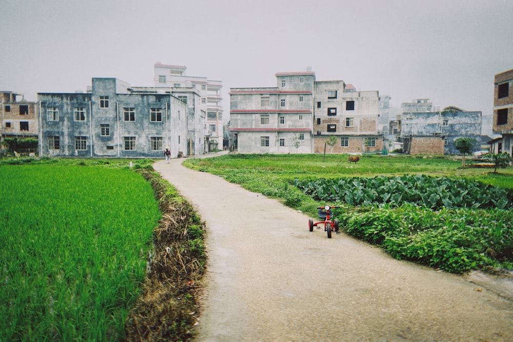 people walking on pathway near green grass field during daytime