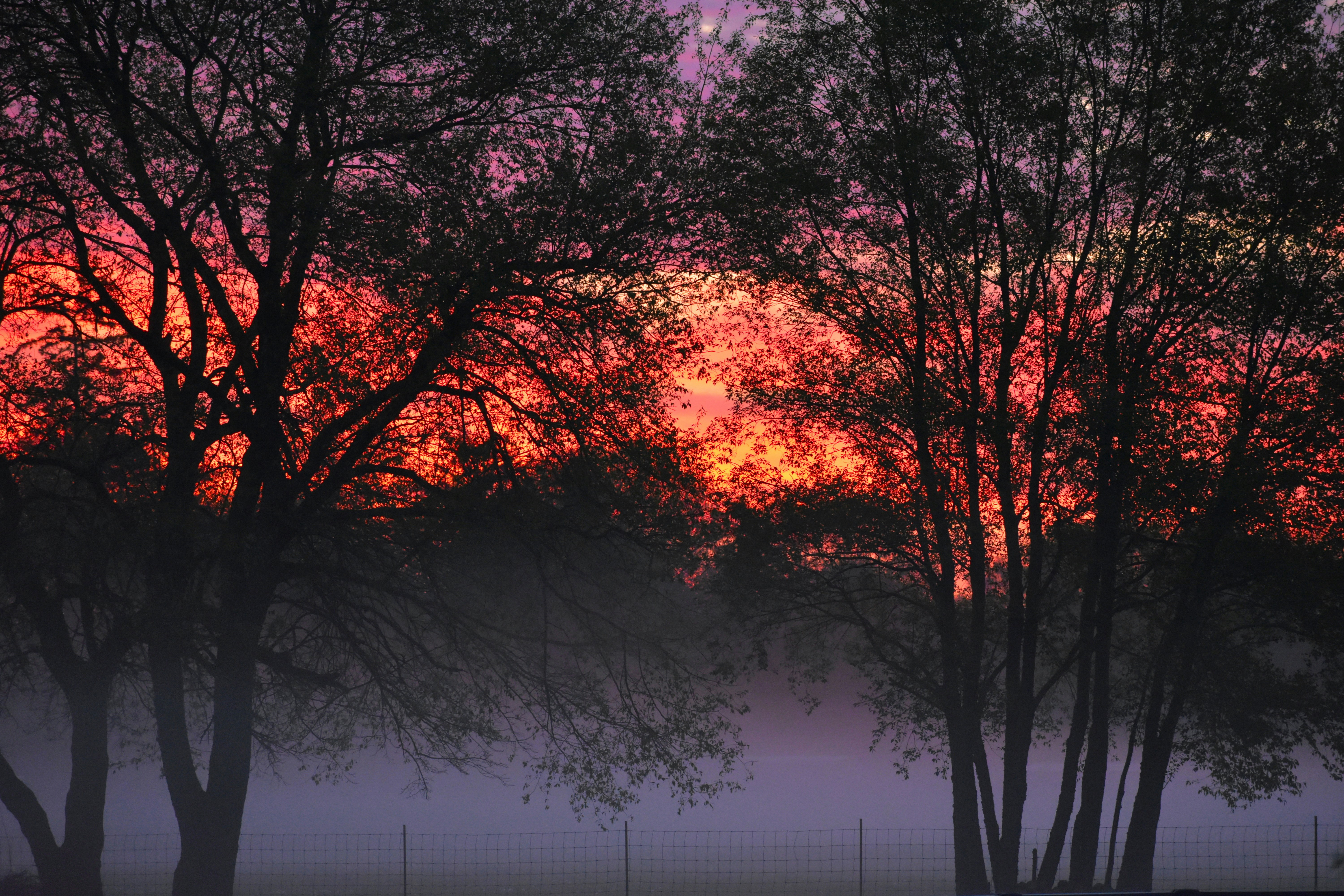 brown trees under purple sky brilliant teams background